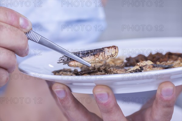 Insect pest display