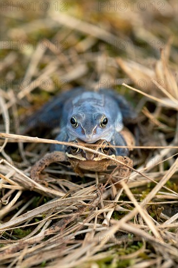 Moor frog