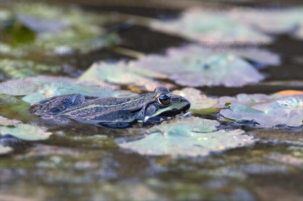 Green frog