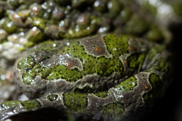 European green toad