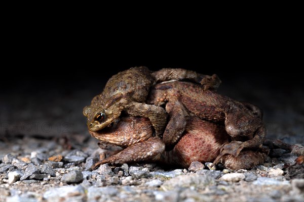 Common toad