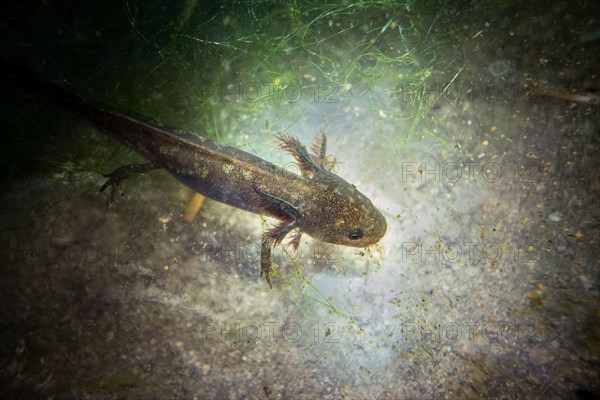 Alpine newt