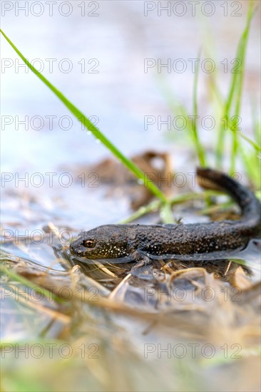 Northern Crested Newt