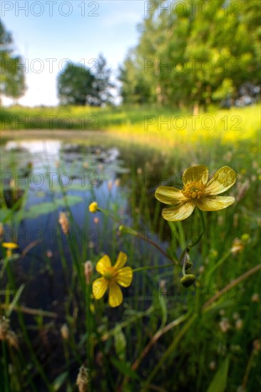 Tall buttercup