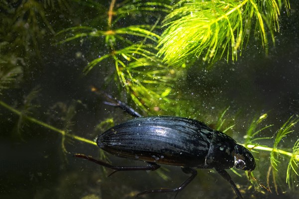 Great Silver Water Beetles