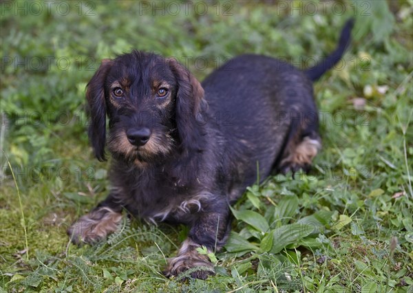 Wire-haired dachshund