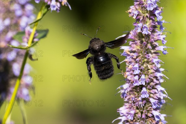 Violet carpenter bee