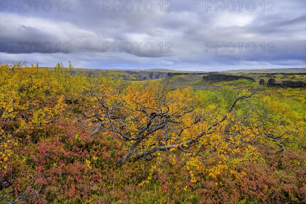 Colourful autumn colours in