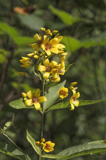 Common Yellow loosestrife