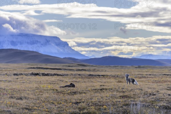 Young Arctic foxes