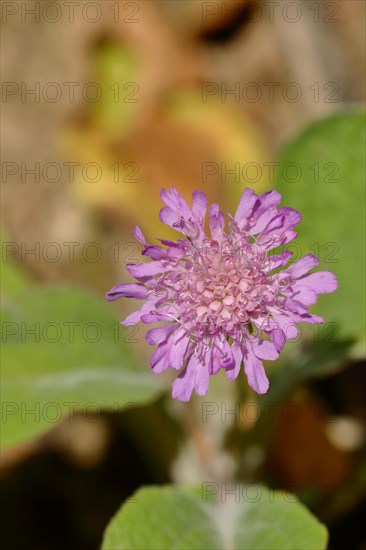 Pincushion flower