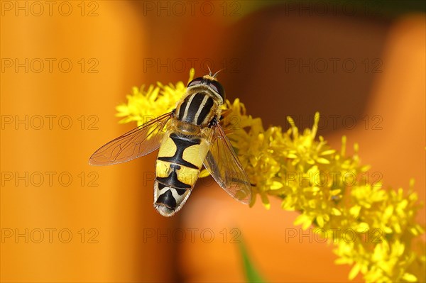 Hoverfly