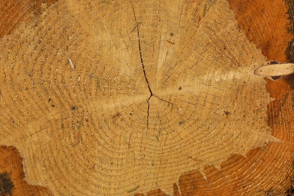 Cross section through a tree trunk with annual rings