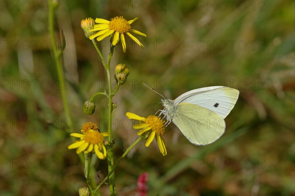 Small white