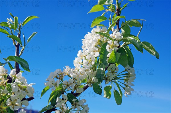 Branch of a flowering fruit tree