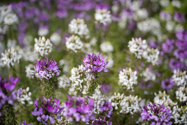 Spiny spiderflowers