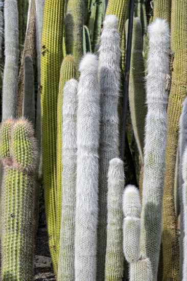 Cacti collection in the town garden of Ueberlingen on Lake Constance