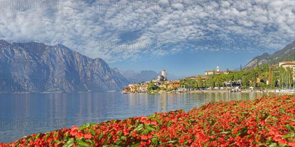 Tulips on the shore of Lake Garda with a view of the Castello Scaligero of the historic coastal town of Malcesine