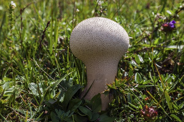 Bottle boletus