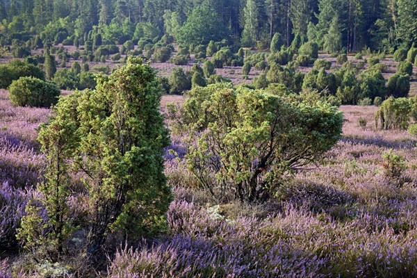 View over the extensive Ellerndorf juniper heath at flowering time of the Common Heather