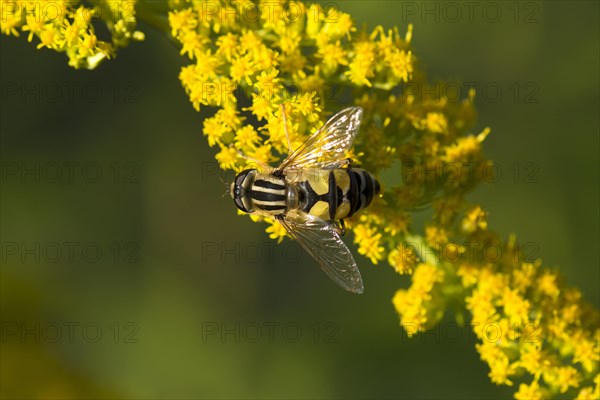 Hoverfly