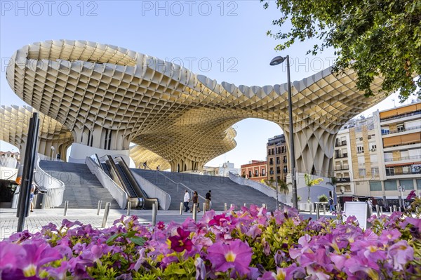 Setas de Sevilla