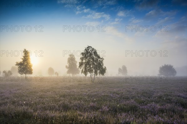 Autumn morning mist at sunrise with flowering Common Heather