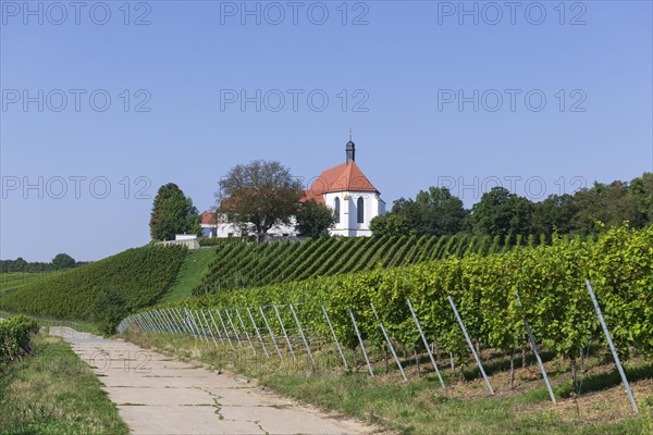 Vineyard with Vogelsburg with church Mariae Schutz