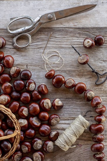 Chestnut string with seeds of the common sweet buckeye