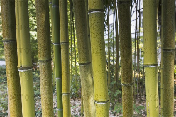 Bamboo