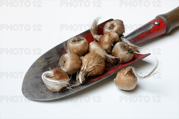 Crocus tubers on planter