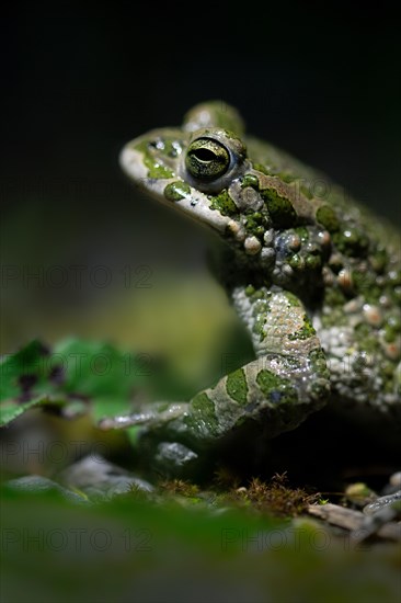 European green toad