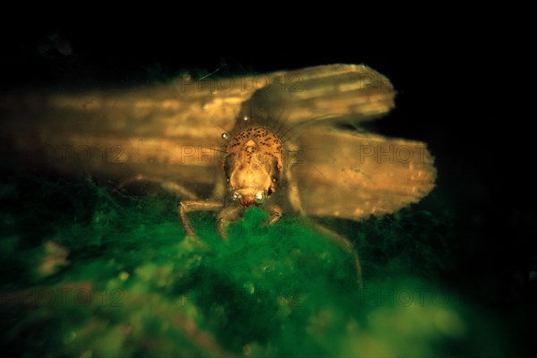 Caddisfly