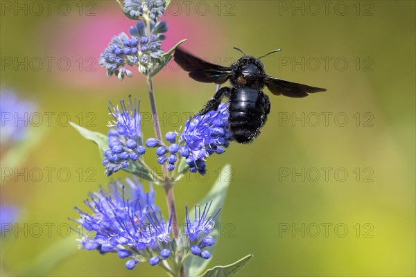 Violet carpenter bee