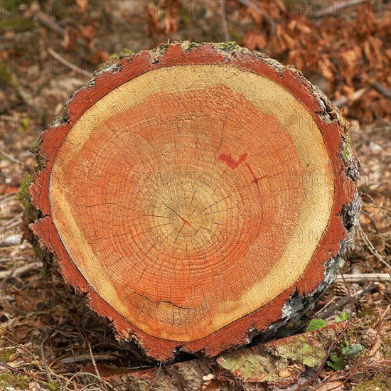 Cross section through a tree trunk with annual rings