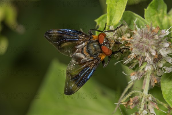 Tachinid Fly