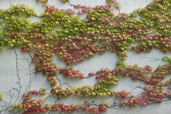 Boston ivy