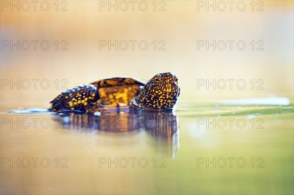 European pond turtle