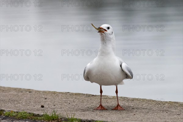 Black headed gull