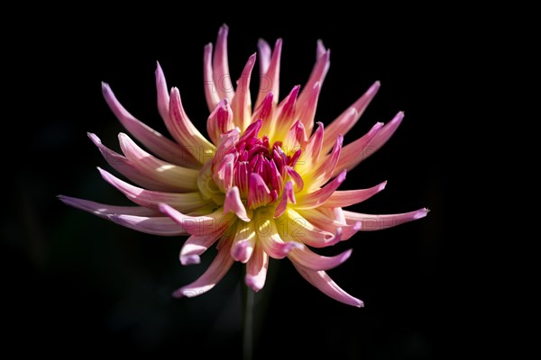 Semi-cactus Dahlias