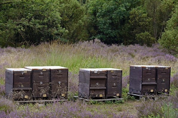 Heathland