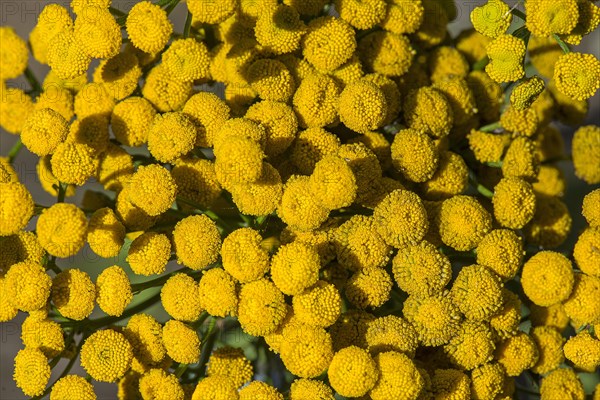 Flowers of Tansy