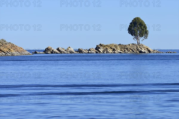 Lone tree on a rocky island