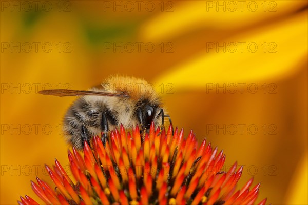 Common Carder bee