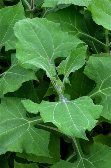 Leaves of the yacon plant