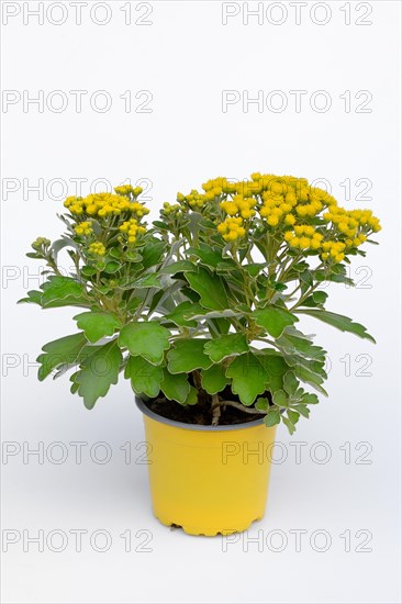 Silver-edged Chrysanthemum