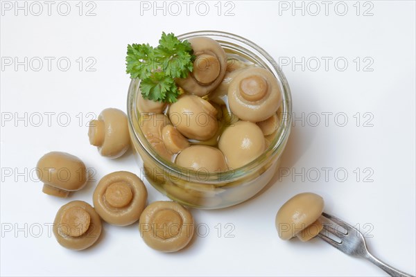 Canned common mushrooms