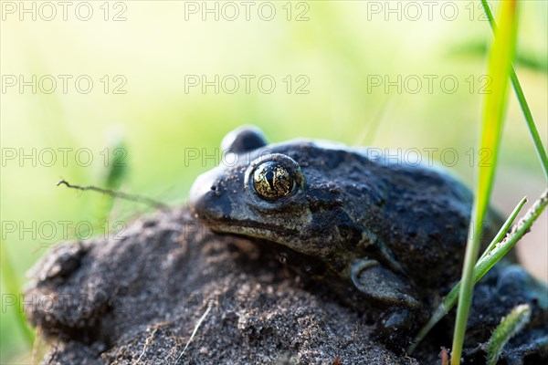 Common spadefoot