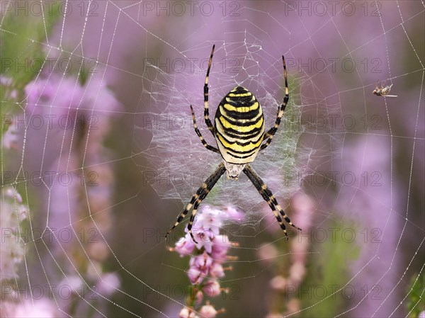 Wasp spider