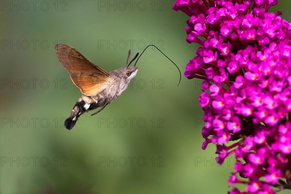 Hummingbird hawk-moth